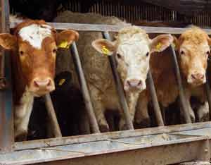 Can You Imagine a World Without Antibiotics?